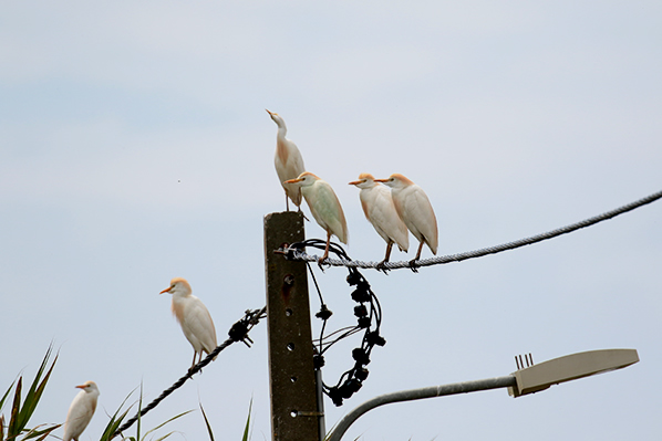 Koereigers